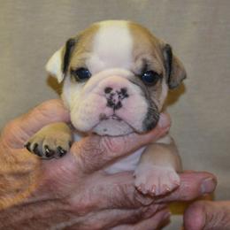 Charlie - Fawn and white male Bulldog puppy in Clarinda, Iowa from Stimson Bulldogs