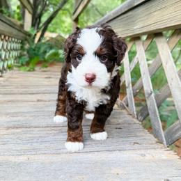 Jackson - Tri-color male Bernedoodle puppy in Wamego, Kansas from Doodles of Oz