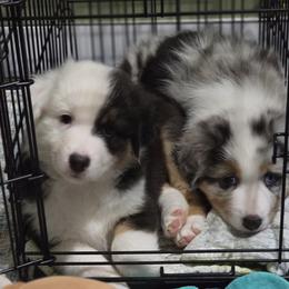 Australian Shepherd Puppies from Beacon Hill Aussies