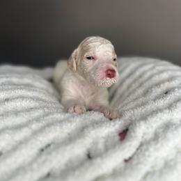Light Purple - Apricot female Labradoodle puppy in Ellenwood, Georgia from Four Paws Down
