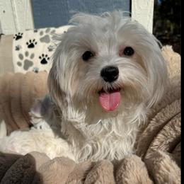 Molly - Maltese
