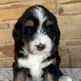 Axle - Tri-color male Bernedoodle puppy in San Saba, Texas from Bluemoon Bernedoodles