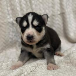 Lumi - Black and white female Siberian Husky puppy in London, Ohio from Rose Trail Siberian’s