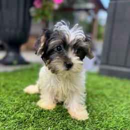 Teal collar - Parti female Yorkshire Terrier puppy in Massachusetts from Happy Tail Yorkies and Maltese