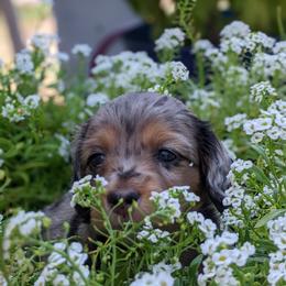 Dachshund Puppies from Az's B&B Doxies