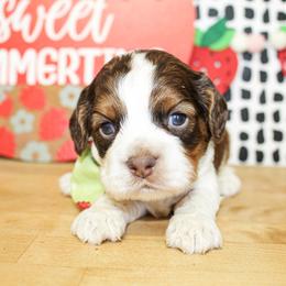 Duke - Sable and white male Cockapoo puppy in Rattan, Oklahoma from Double M Cocker Spaniels