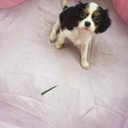 Cavalier King Charles Spaniel Puppies from Cocoa Cavaliers
