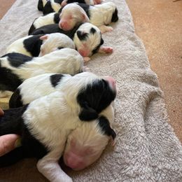 Sheepadoodles from Doodles Direct