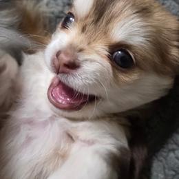 Marilyn - Chocolate brindled fawn female Chihuahua puppy in Citrus Heights, California from Golden State Chihuahuas