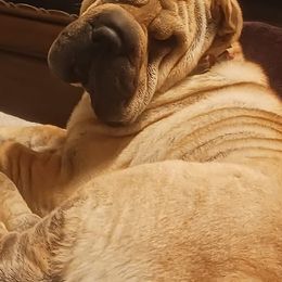 Chinese Shar-Pei from Sweet Peis