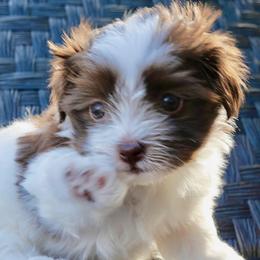 Havanese from Pixie Dust Havanese