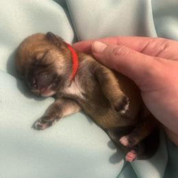 Teague - red collar - Red female Shiba Inu puppy in Inverness, Florida from Shore Thing Shiba’s