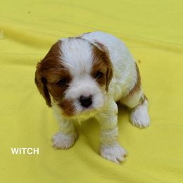 Australian Shepherd and Cavalier King Charles Spaniel Puppies from FairWilde Farm