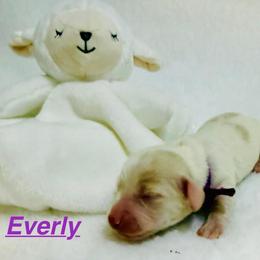 Everly - Cream female Dachshund puppy in Wichita Falls, Texas from Long Dogs in The Falls