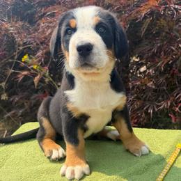Yellow Girl - Black, white and red female Greater Swiss Mountain Dog puppy in Oregon City, Oregon from Runamuck's Greater Swiss Mountain Dogs
