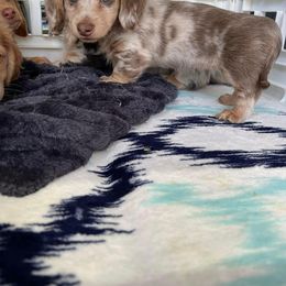 Dachshund Puppies from Southern Ridge Kennels