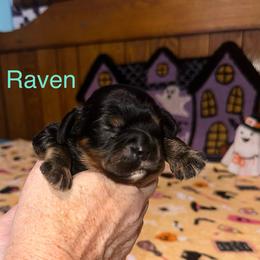 Raven - Black and tan male Cavalier King Charles Spaniel puppy in Broken Arrow, Oklahoma from Cavalier King Charles Heartland