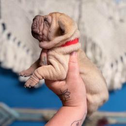 Lo'ak - Fawn male Chinese Shar-Pei puppy in Lehigh Acres, Florida from Florida Wrinkles