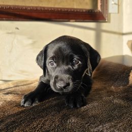 Girl 1 - Black female Labrador Retriever puppy in Lenore, Idaho from Sunny Skies Retrievers
