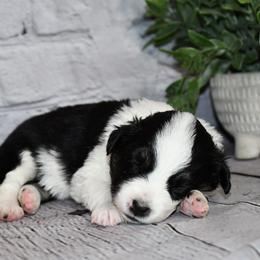 Miniature Australian Shepherd Puppies from B my Sunshines Mini Aussies