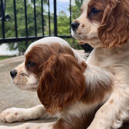 Scottish Terriers from Oodles of Cuties!