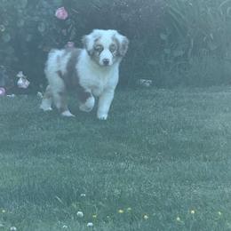 Clifford - Red merle male Miniature American Shepherd puppy in Spanaway, Washington from Meadow Run Mini American Shepherds