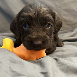 JR - Chocolate male Boykin Spaniel puppy in Van Buren, Arkansas from Arklahoma Boykins