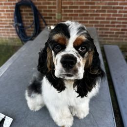 Cocker Spaniel Puppies from Opalina Cocker Spaniels