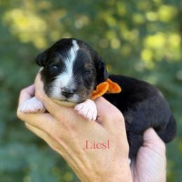 Liesl FURNISHED - Tri-color female Bernedoodle puppy in Bellville, Ohio from Bernedoodle Buddies