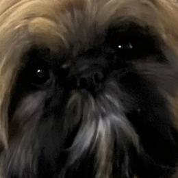 Thor - Shih Tzu