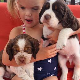 English Springer Spaniel Puppies from Homegrown Springers