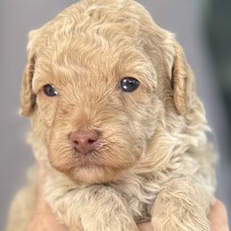 Bunny - Apricot female Poodle puppy in Concord, California from Golden State Good Dogs
