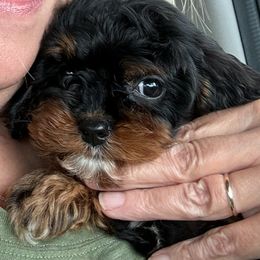 Cavapoo Puppies from Susan Worrell