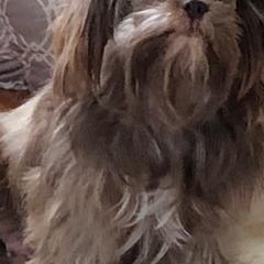 Mi-Kis from Endless Treasures