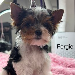 Cinderella - Black tan and white female Biewer Terrier puppy in Tucson, Arizona from Great Scotts Biewers