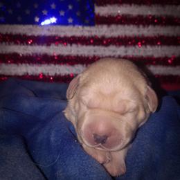 Black collar - Yellow male Labrador Retriever puppy in Holyoke, Massachusetts from Urban Oak Labradors LLC
