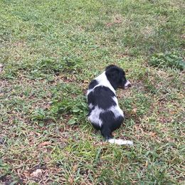Dachshund Puppies from Miami piebald Dapple Dachshunds