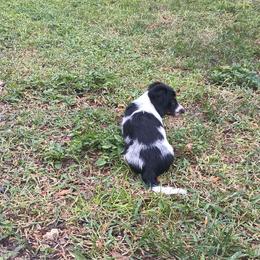 Dachshund Puppies from Miami piebald Dapple Dachshunds