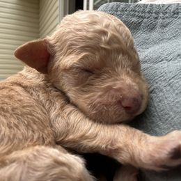 Twizzler - Red  female Goldendoodle puppy in Jackson, Michigan from Surrey Lane Doodles