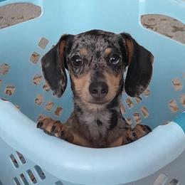 Dachshunds from Mini Dachshunds of New Mexico