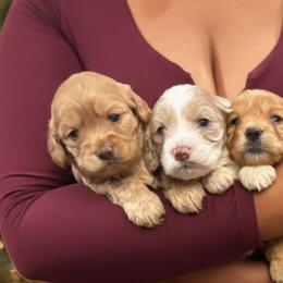 Cockapoos from Ace of Spades Yorkies