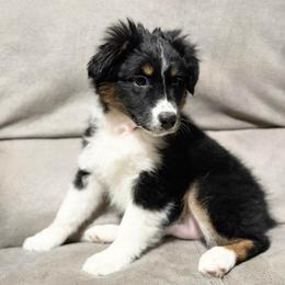 Story - Black tri-color female Australian Shepherd puppy in West Virginia from Mountain Trail Aussies