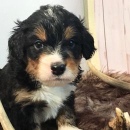 Bernedoodle and Goldendoodle Puppies from Camp Doodle Woods