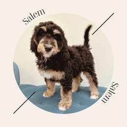 "Available - Female" Bernedoodle Puppies from Sunridge Doodles