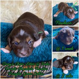 Pringles - female Australian Mountain Doodle puppy in Port Orchard, Washington from Yukon Harbor Doodles