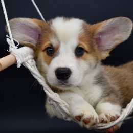 Thorne - Sable male Pembroke Welsh Corgi puppy in San Antonio, Texas from Moxxi's Legacy Corgis