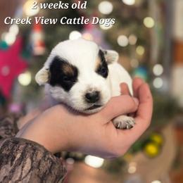 Boy 5 - Blue mottled male Australian Cattle Dog puppy in Monroe, North Carolina from Creek View Cattle Dogs
