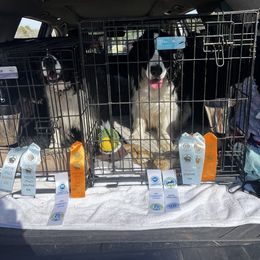 English Springer Spaniel All Grown Up from Llewellyn Farms English Springer Spaniels