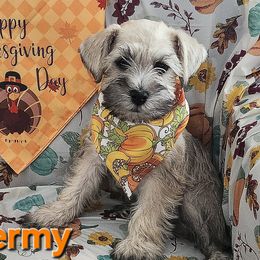 Shermy - Schnoodle puppy from Smart Schnauzers & Schnoodles