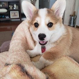 Pembroke Welsh Corgi Puppies from Mendoza Welsh Corgi’s